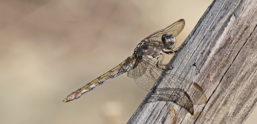 Keeled Skimmer
