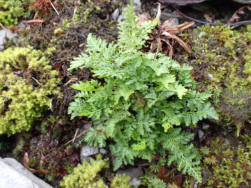 Cryptogramma crispa, photograph 3