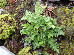 Cryptogramma crispa, photograph (c) Henry Miller, some rights reserved (CC BY)