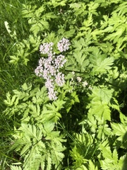 Chaerophyllum hirsutum
