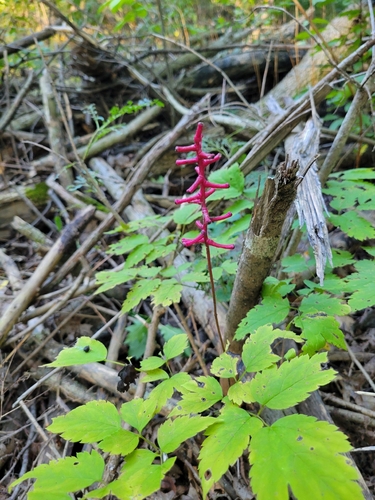 white baneberry