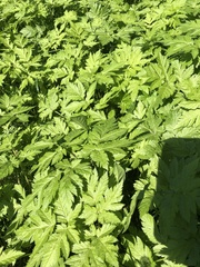 Chaerophyllum hirsutum