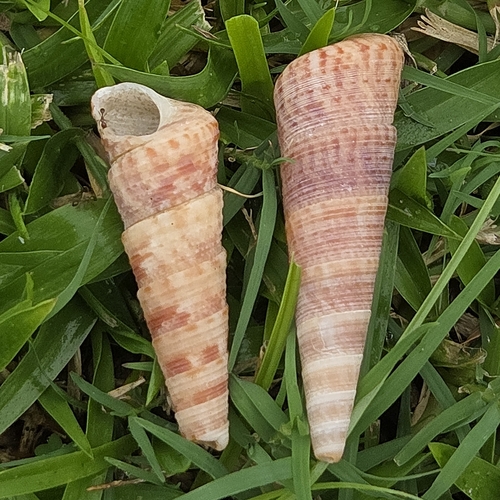 Turritella variegata, 2026-09-12