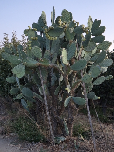 Indian fig opuntia