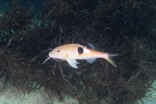 Parupeneus pleurostigma observed 2026-09-04