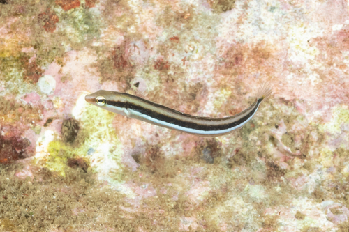 Aspidontus observed 2026-09-04