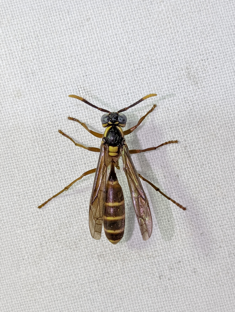 Apoica arborea