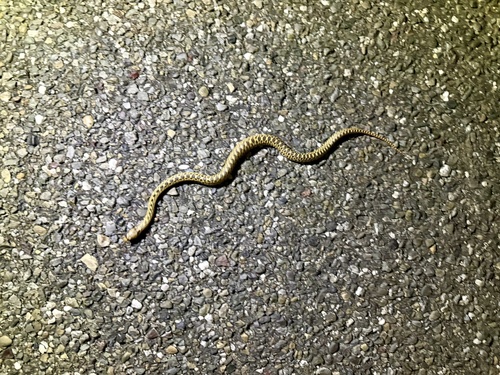 Pacific Gopher Snake