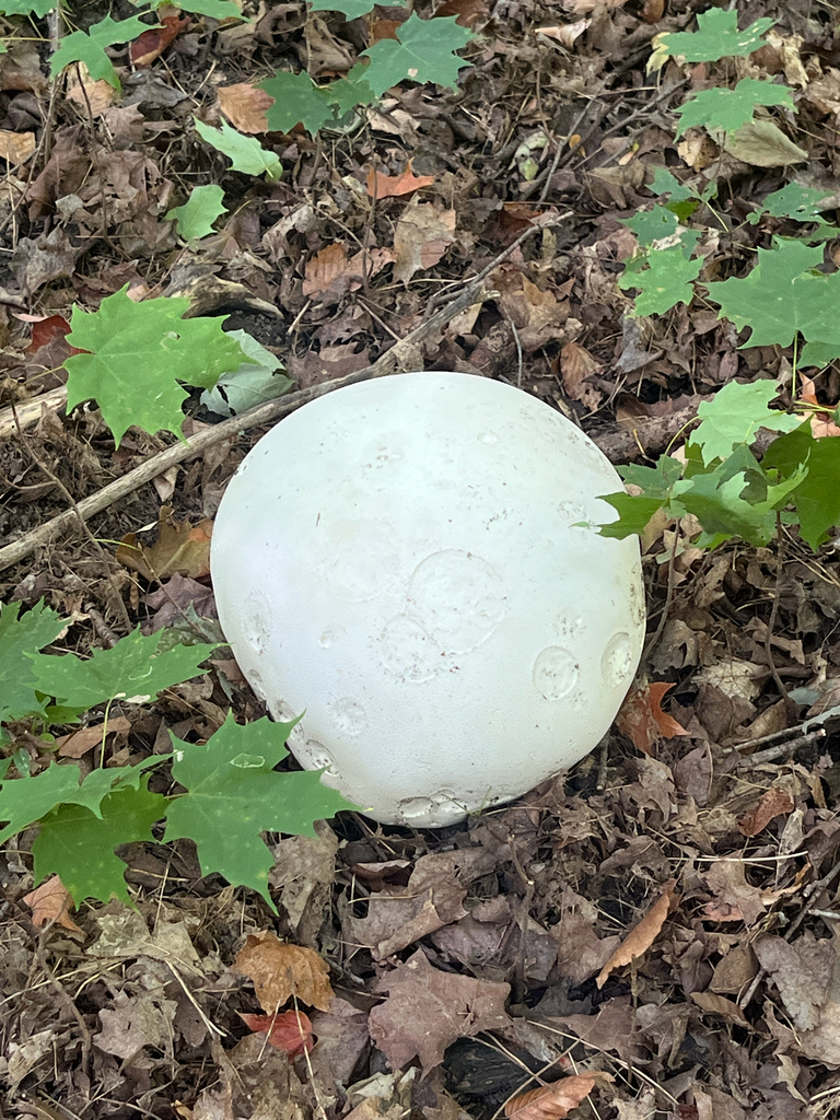 giant puffball · September 2026 · photo: Photo: (c) Lillian Faria, some rights reserved (CC BY) · iNaturalist