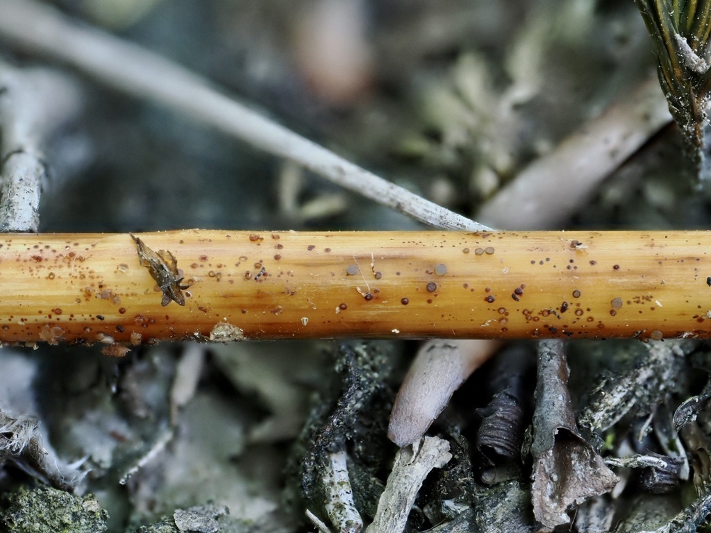 Micropeziza