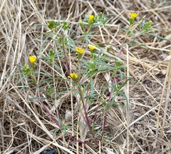 Pectis papposa, photograph (c) Henrik Kibak, some rights reserved (CC BY)