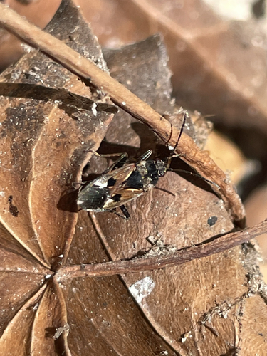 bright-spotted groundbug