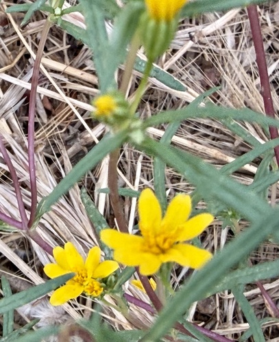 Pectis papposa, photograph 4