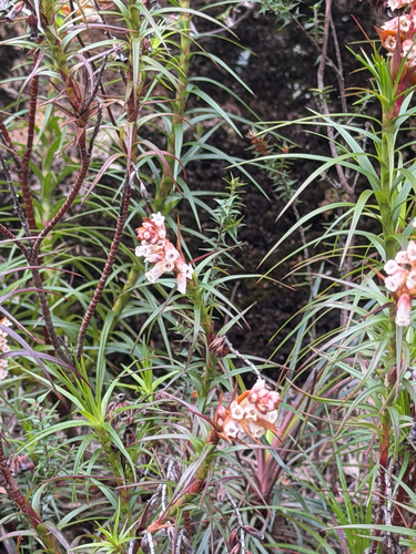 Dracophyllum secundum