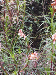 Dracophyllum secundum