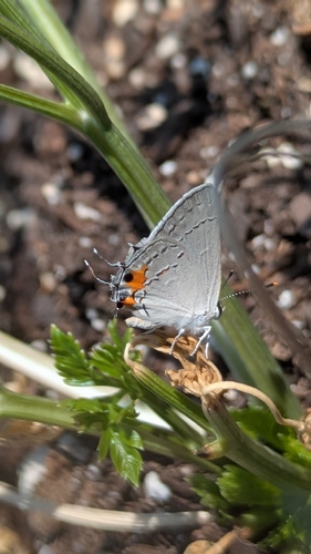 Gray Hairstreak
