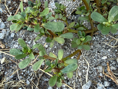 Common Purslane