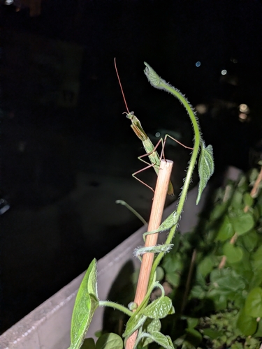 European Mantis