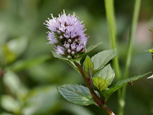 Mentha piperita observed 2026-09-12