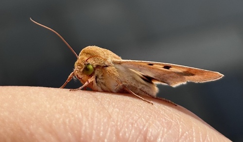 Cotton Bollworm Moth
