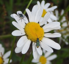 Clanoptilus emarginatus