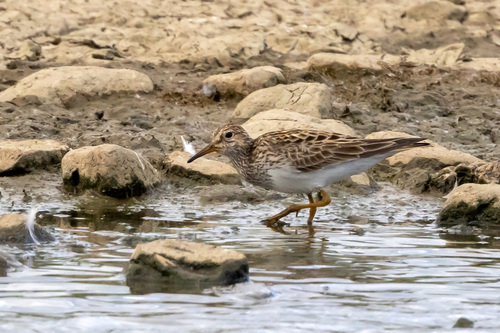Correlimos pectoral (Calidris melanotos)