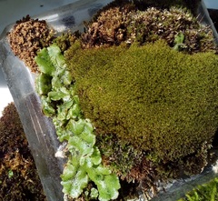 Marchantia polymorpha ruderalis