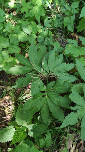 Cardamine heptaphylla
