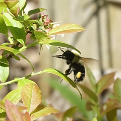 Bombus impatiens