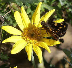 Metisella metis paris
