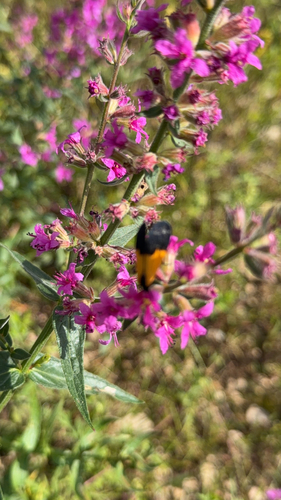 Black-and-yellow Lichen Moth