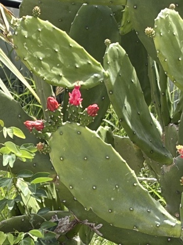 Cochineal Nopal Cactus