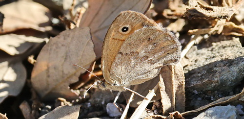 Small Heath