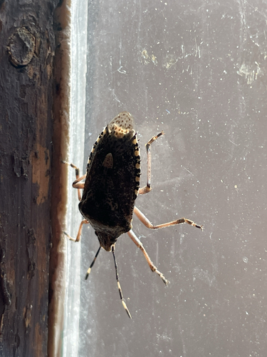 Mottled Stink Bug