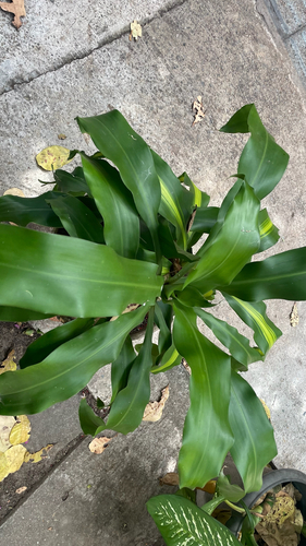 cornstalk dracaena