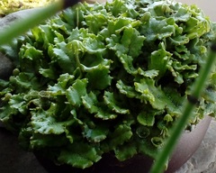 Marchantia polymorpha ruderalis