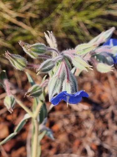Trichodesma zeylanicum, photograph 4