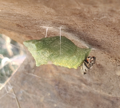 Old World Swallowtail