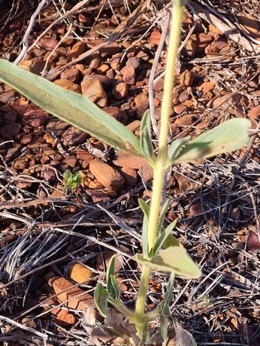 Trichodesma zeylanicum, photograph 5