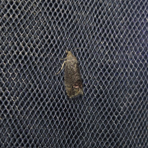 Marbled Piercer