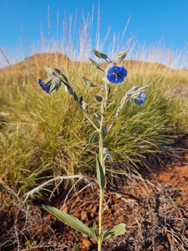 Trichodesma zeylanicum, photograph 6
