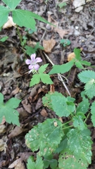 Geranium nodosum, photograph (c) Andrea Mologni, some rights reserved (CC BY-SA)