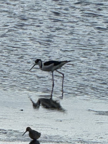 Black-necked Stilt