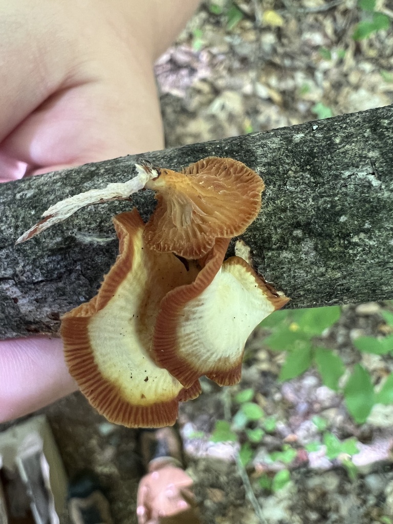Neofavolus suavissimus · September 2026 · photo: Photo: no rights reserved · iNaturalist