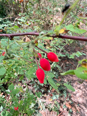 Rosa gymnocarpa, photograph (c) IDClaire, some rights reserved (CC BY)