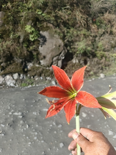 Hippeastrum lapacense, photograph 1