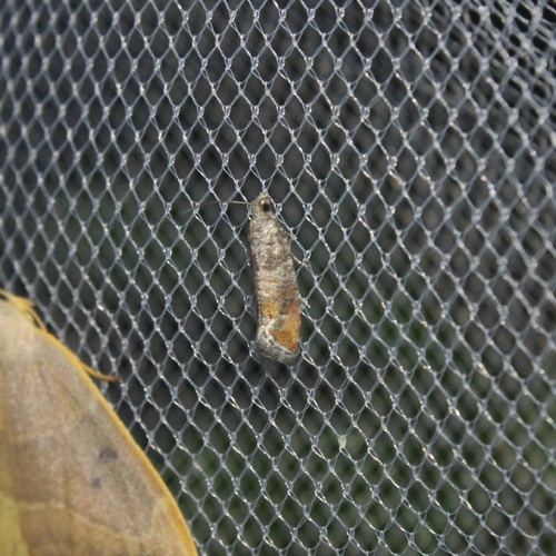 Pine Leaf-mining Moth