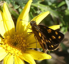 Metisella metis paris