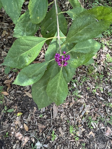 American beautyberry