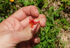 Lonicera sempervirens